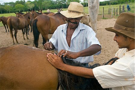 Traditional Pantanal Cowboys,Peao Pantaneiro,pictured at stables of working farm and wildlife lodge Pousada Xaraes set in the UNESCO Pantanal wetlands of the Mato Grosso do Sur region of Brazil Foto de stock - Con derechos protegidos, Código: 862-03289710