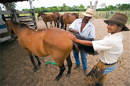 Traditional Pantanal Cowboys,Peao Pantaneiro,pictured at stables of working farm and wildlife lodge Pousada Xaraes set in the UNESCO Pantanal wetlands of the Mato Grosso do Sur region of Brazil Foto de stock - Con derechos protegidos, Código: 862-03289711