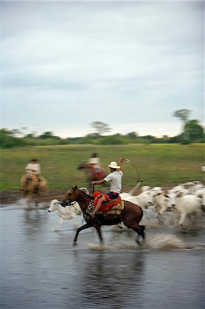 simsearch:862-03352030,k - Traditionnel Pantanal Cowboys, Peao Pantaneiro, arrondissement de bovins au travail agricole et la faune lodge que Pousada Xaraes situé dans les terres humides de l'UNESCO Pantanal du Mato Grosso a faire Sur région du Brésil Photographie de stock - Rights-Managed, Code: 862-03289712