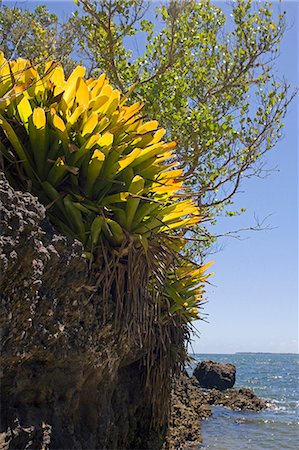 simsearch:862-03289784,k - Brazil,Bahia,Barra Grande,Ilha da Pedra Furada (holed stone Island). Made up of calcareous limestone,its headland supports a thin layer of soil protected by low lying bushes and trees. Stock Photo - Rights-Managed, Code: 862-03289796