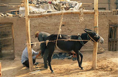 A donkey is restrained as it is shod in Kashgar's old quarter Foto de stock - Con derechos protegidos, Código: 862-03289867