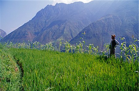 simsearch:862-03351790,k - A Naxi farmer surveys his plots of rice and maize 125km north of Lijing. Stock Photo - Rights-Managed, Code: 862-03289882
