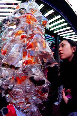 Un acheteur vérifie les poissons à vendre sur le marché de poissons rouges sur Tung Choi Street dans le quartier de Mong Kok, Kowloon. Photographie de stock - Rights-Managed, Code: 862-03289977