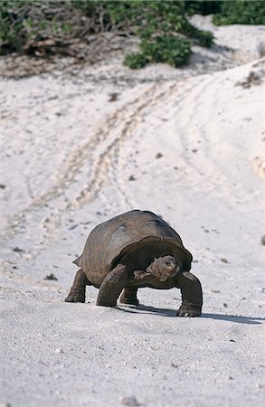 Une tortue géante lumbers vers le bas d'une plage de sable fin sur Aldabra. Photographie de stock - Rights-Managed, Code: 862-03354129