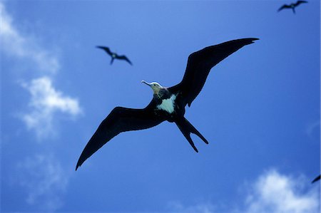 Oiseaux en vol, Fregata Ariel frégate. Photographie de stock - Rights-Managed, Code: 862-03354123