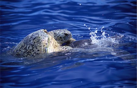 Leatherback turtles (Dermochelys coriacea) mating off the coast of Aldabra Island. Stock Photo - Rights-Managed, Code: 862-03354135