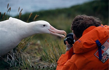 South Georgia,Bay of Isles,Prion Island. Adult Wandering albatross (Diomedea exulans) playing with a photographer. Foto de stock - Direito Controlado, Número: 862-03354138