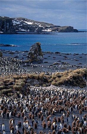 pingüino real - South Georgia,Right Whale Bay. View over King Penguin colony (Aptenodytes patagonicus). Foto de stock - Con derechos protegidos, Código: 862-03354141