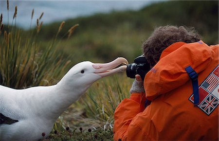 Albatros (Diomedia exulans) lissage doucement un photographe Photographie de stock - Rights-Managed, Code: 862-03354154