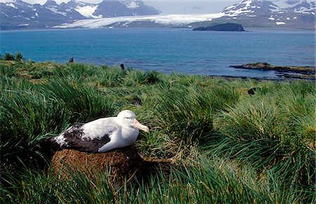 Wandering albatross (Diomedia exulans) on nest. Foto de stock - Con derechos protegidos, Código: 862-03354155