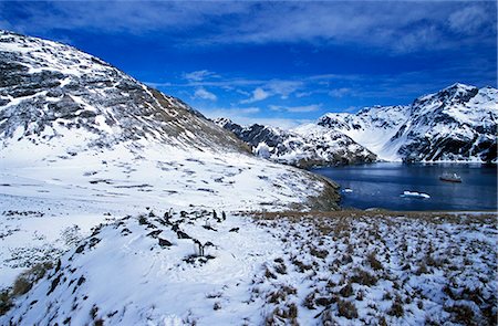 penguin on mountain - Gentoo penguins (Pygoscelis papua) with cruise vessel 'Explorer' in bay Stock Photo - Rights-Managed, Code: 862-03354151