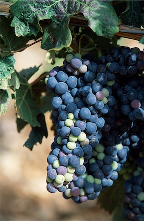 Grapes on the vine in a vineyard in the Ebro Valley will be harvested to produce the region's famous Rioja wine Foto de stock - Con derechos protegidos, Código: 862-03354352