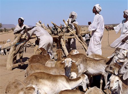 Au cours de la chaleur du jour, hommes eau leur bétail de puits profonds près de Musawwarat, situé dans un pays désertique au sud de Shendi. Ils utilisent des seaux de cuir large, qui est déclenchés à la surface sur des poulies à l'aide des ânes et des chameaux Photographie de stock - Rights-Managed, Code: 862-03354571