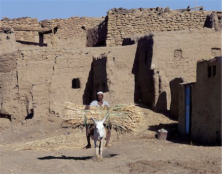 equus africanus asinus - A man rides his donkey in a village at the foot of Jebel Barkal Mountain carrying a load of maize stalks for cattle fodder. Foto de stock - Con derechos protegidos, Código: 862-03354598