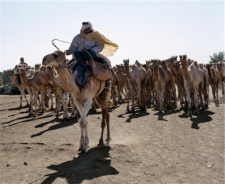 Camel traders drive camels through the southeast edge of the Northern or Libyan Desert,which forms a part of the Sahara Desert.Traders are accustomed to buying camels at Darfur in Western Sudan and drive them on an age-old route to a camel market in Southern Egypt,which takes them forty days. Fotografie stock - Rights-Managed, Codice: 862-03354619