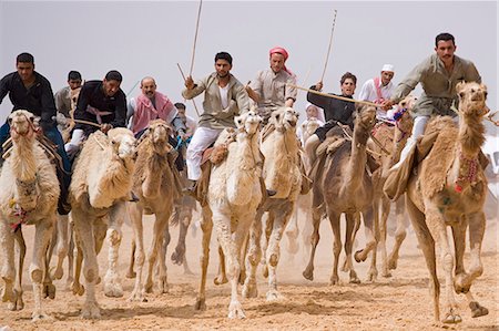 simsearch:862-03360156,k - Une course de chamelle se met en route à l'hippodrome long de 5 km de Palmyre. Les courses ont lieu chaque année dans le cadre du Festival de Palmyra, Syrie Photographie de stock - Rights-Managed, Code: 862-03354847