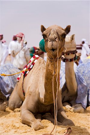Racing camels in the paddock beside the racetrack at Palmyra. The races are held every year as part of the Palmyra Festival,Syria. Stock Photo - Rights-Managed, Code: 862-03354843