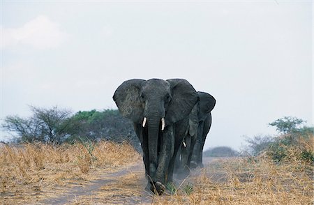 simsearch:862-03367281,k - Un éléphant de la matriarche jeunes mène son petit groupe familial Photographie de stock - Rights-Managed, Code: 862-03355104