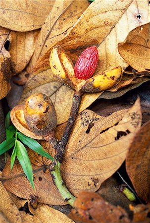 Seed of wild nutmeg Foto de stock - Con derechos protegidos, Código: 862-03355107