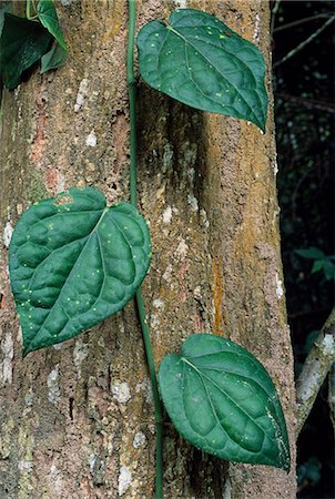 A creeping vine clambers up the trunk of a tree in the forest Foto de stock - Con derechos protegidos, Código: 862-03355108