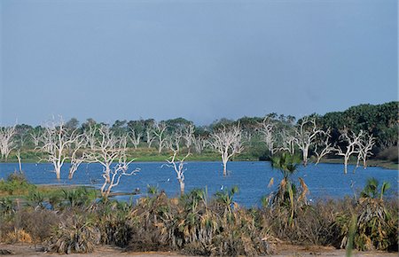 simsearch:862-03361188,k - Lake Makubi, umsäumt von Palmen und gespickt mit architektonischen Form von toten Bäumen, getötet durch Hochwasser Stockbilder - Lizenzpflichtiges, Bildnummer: 862-03355101