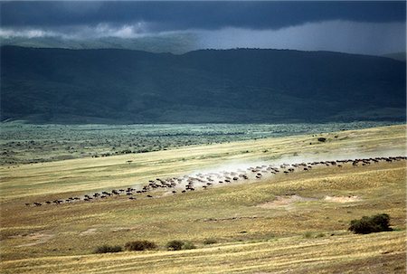 simsearch:862-03820223,k - Wildebeest stampede on the dry grassy plains on the west side of the Ngorongoro Highlands. . Foto de stock - Con derechos protegidos, Código: 862-03355117