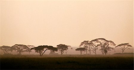 simsearch:851-02963293,k - An early morning mist silhouettes acacia trees along a seasonal watercourse in Tanzania's vast Serengeti National Park. The mist will soon evaporate beneath the rays of the rising sun to herald a scorching day. . Foto de stock - Con derechos protegidos, Código: 862-03355112