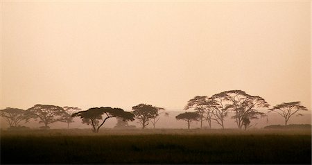 An early morning mist silhouettes acacia trees along a seasonal watercourse in Tanzania's vast Serengeti National Park. The mist will soon evaporate beneath the rays of the rising sun to herald a scorching day. . Stock Photo - Rights-Managed, Code: 862-03355112