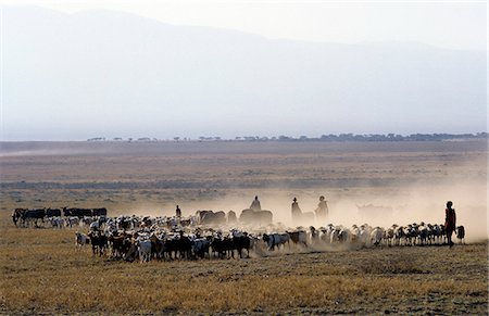 simsearch:862-03360981,k - In the early morning,a Maasai family drives their livestock across the friable,dusty plains near Malambo in northern Tanzania. Stock Photo - Rights-Managed, Code: 862-03355135