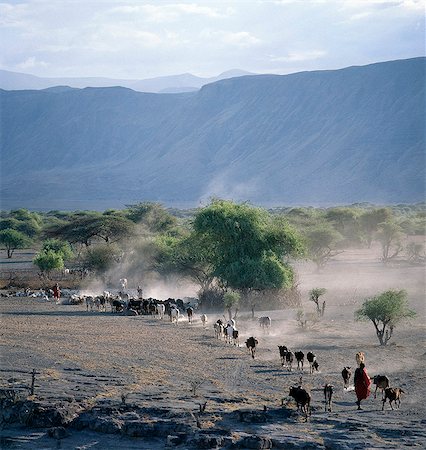 Éleveurs Maasai conduire leur bétail domestique en fin d'après-midi sur le sol volcanique poussiéreux à la base de la paroi ouest du Gregory Rift, qui domine le paysage dans ce coin reculé du Nord de la Tanzanie. Photographie de stock - Rights-Managed, Code: 862-03355133