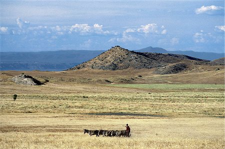 simsearch:851-02963280,k - Un homme de Maasai, lance à la main, amène ses ânes chargés au-dessus Prairie volcanique vierge à l'extrémité sud du Lac Natron. Ânes transportent des charges dans les sacoches en cuir attachés lâchement à leurs flancs. Photographie de stock - Rights-Managed, Code: 862-03355145