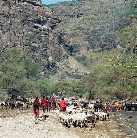 Maasai abreuvement du bétail à la rivière Sanjan saisonniers, qui prend sa source dans les montagnes de GED du Nord de la Tanzanie. Photographie de stock - Rights-Managed, Code: 862-03355148