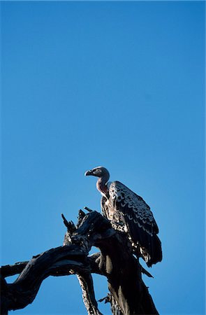 simsearch:862-03820815,k - Whitebacked vulture (Gyps africanus) Foto de stock - Con derechos protegidos, Código: 862-03355154