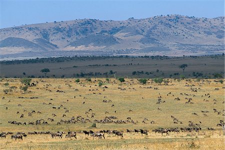 Large herds of white-bearded wildebeest,the vanguard of the annual migration,on the plains of the western Serengeti Stock Photo - Rights-Managed, Code: 862-03355156