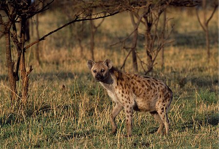 simsearch:862-03367278,k - Spotted hyaena (Crocuta crocuta) Foto de stock - Con derechos protegidos, Código: 862-03355153