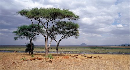 The Silale swamp in the Tarangire National Park is a haven for wildlife in the dry season. Foto de stock - Con derechos protegidos, Código: 862-03355181