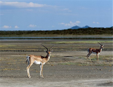 simsearch:862-03367281,k - Gazelles de Grant sur les estrans vaseux du lac Ndutu, un lac saisonnier qui borde l'espèce Serengeti National Park.This se trouve dans l'ensemble de la branche orientale de la vallée du Grand Rift système. Photographie de stock - Rights-Managed, Code: 862-03355223