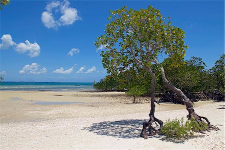 The main beach at Fundu Lagoon at low tide,Fundu Lagoon Resort,Pemba Island,Zanzibar,East Africa Stock Photo - Rights-Managed, Code: 862-03355247