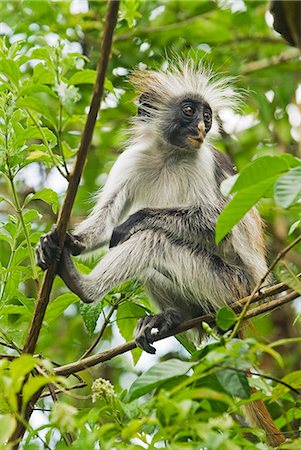 simsearch:862-05999049,k - East Africa,Tanzania,Zanzibar. Red Colobus Monkey,Jozani Forest Reserve. One of Africa's rarest primates,the Zanzibar red colobus may number only about 1500. Isolated on this island for at least 1,000 years,the Zanzibar red colobus (Procolobus kirkii) is recognized as a distinct species,with different coat patterns,calls and food habits than the related colobus species on the mainland. Foto de stock - Con derechos protegidos, Código: 862-03355264