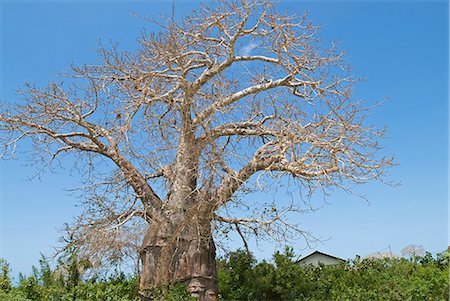 East Africa,Tanzania. A Baobab Tree (Adansonia digitata) on the north part of Zanzibar Island. Stock Photo - Rights-Managed, Code: 862-03355262