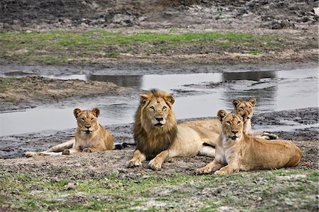 simsearch:862-03355309,k - Tanzanie, Parc National de Katavi. Une fierté de lions à côté de la rivière Katuma dans le Parc National de Katavi. Photographie de stock - Rights-Managed, Code: 862-03355284