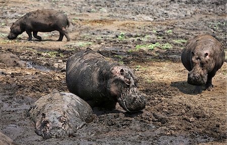 Tanzanie, Parc National de Katavi. Hippopotames se vautrent dans la boue, la rivière Katuma sèche à la fin de la longue saison sèche dans le Parc National de Katavi. Photographie de stock - Rights-Managed, Code: 862-03355288