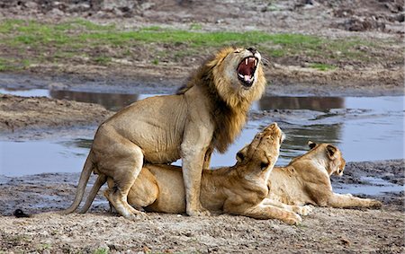 Tanzanie, Parc National de Katavi. Lions s'accouplent en présence d'une autre lionne qui est un comportement inhabituel pour les lions. Photographie de stock - Rights-Managed, Code: 862-03355280