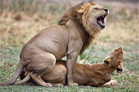 rasse - Tanzania,Katavi National Park. Mating lions. Foto de stock - Con derechos protegidos, Código: 862-03355282