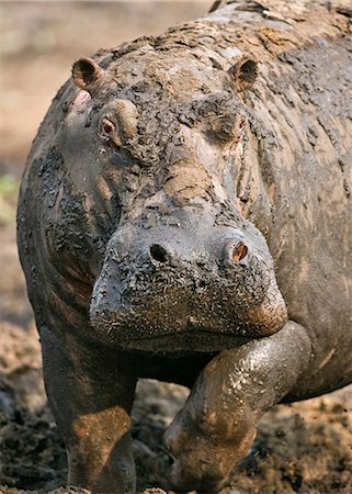 Tanzanie, Parc National de Katavi. Un hippopotame se prépare à charger hors de son trou bourbeux de boue dans la rivière Katuma. Photographie de stock - Rights-Managed, Code: 862-03355296