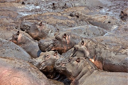 Tanzania,Katavi National Park. Hippos wallow in mud as the Katuma River dries at the end of the long dry season in the Katavi National Park. Stock Photo - Rights-Managed, Code: 862-03355293