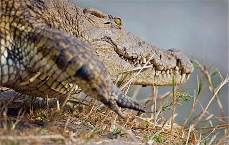 simsearch:862-03438069,k - Tanzanie, Parc National de Katavi. Un gros crocodile du Nil se précipite vers le bas d'une rive de la rivière Katuma. Photographie de stock - Rights-Managed, Code: 862-03355305