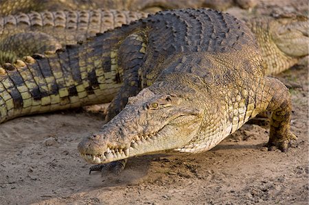 simsearch:862-03438069,k - Tanzanie, Parc National de Katavi. Un gros crocodile du Nil sur les rives de la rivière Katuma. Photographie de stock - Rights-Managed, Code: 862-03355306