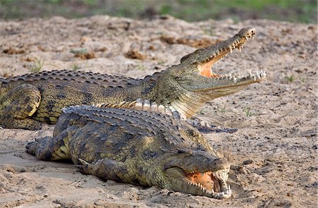 Tanzanie, Parc National de Katavi. Grands crocodiles du Nil se dorer au soleil sur les rives de la rivière Katuma. Photographie de stock - Rights-Managed, Code: 862-03355309