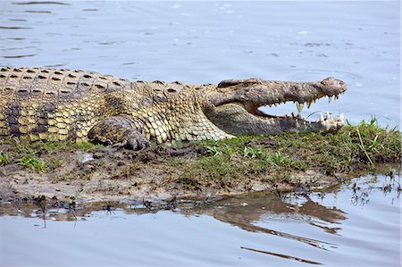 simsearch:862-03438069,k - Tanzanie, Parc National de Katavi. Un gros crocodile du Nil baigne dans le soleil sur les rives de la rivière Katuma. Photographie de stock - Rights-Managed, Code: 862-03355301